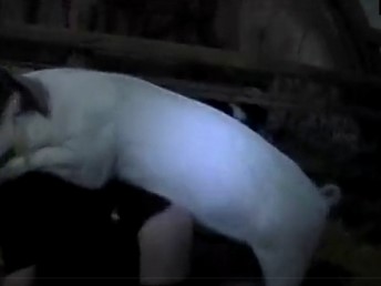 Porco Fazendo Sexo Anal Com Uma Mulher Casada De Quatro